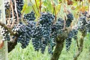 vini in valpolicella